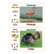 Omnivores - Flash cards, Worksheets with Real Images